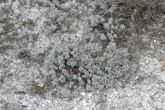 Artemisia hololeuca