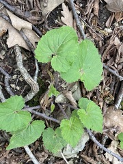 Campanula alliariifolia