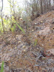 Chrysocoma esterhuyseniae