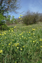 Bunias erucago