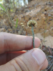 Chrysocoma esterhuyseniae