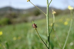 Bunias erucago