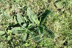 Verbascum pyramidatum