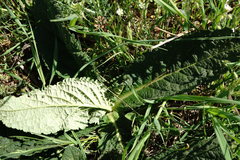 Verbascum pyramidatum