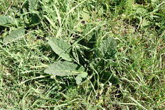 Verbascum pyramidatum