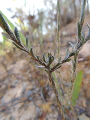 Chrysocoma esterhuyseniae