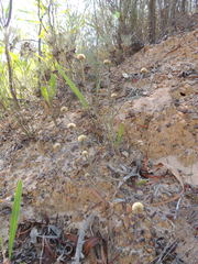 Chrysocoma esterhuyseniae