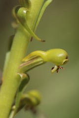 Satyrium parviflorum