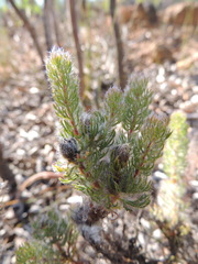 Serruria brownii