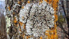 Physconia leucoleiptes