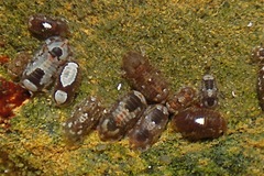 Exosphaeroma truncatitelson