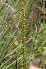 Satyrium parviflorum