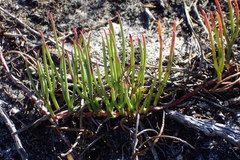 Serruria decumbens