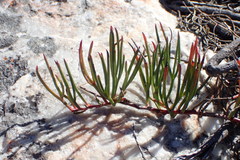 Serruria decumbens