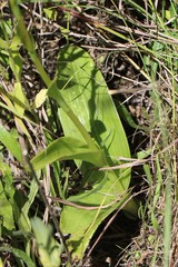 Satyrium parviflorum