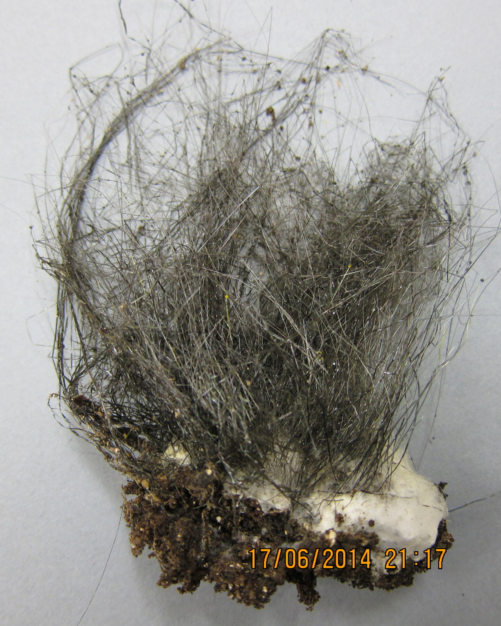 Phycomyces nitens image