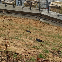 Corvus monedula