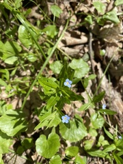Memoremea scorpioides