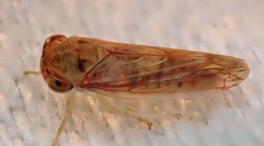 Austroagalloides grisea