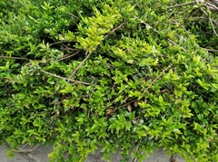 Lonicera ligustrina