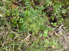 Daucus montanus