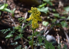 Corydalis speciosa