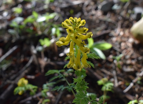 Image of Corydalis speciosa by (c) Repina Tatyana, some rights reserved (CC BY)