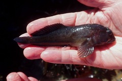 Scartella emarginata