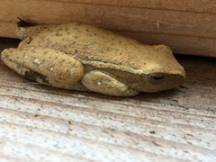 Hyperolius semidiscus