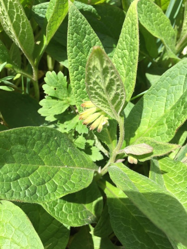 Tuberous Comfrey