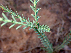 Eutaxia diffusa