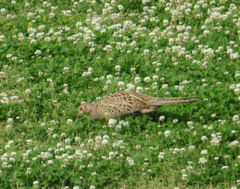 Phasianus versicolor