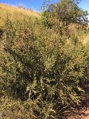 Passerina montana
