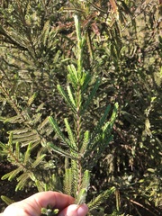 Passerina montana