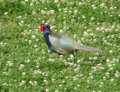 Phasianus versicolor