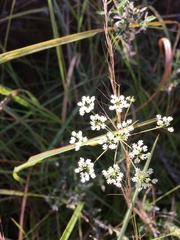 Pimpinella caffra