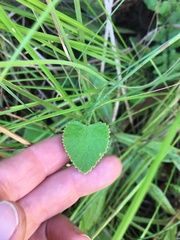 Pimpinella caffra