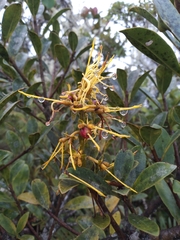 Gaiadendron punctatum