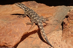 Karusasaurus polyzonus