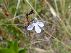 Lobelia tenera