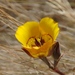 Clubhair Mariposa Lily - Photo (c) Brian Gautrey, some rights reserved (CC BY-NC-ND)