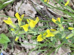 Chamaecytisus triflorus