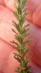 Euryops virgineus