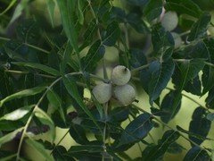 Juglans microcarpa
