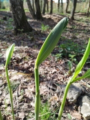 Polygonatum × hybridum