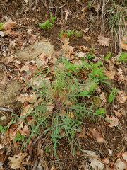 Lactuca viminea
