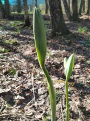 Polygonatum × hybridum