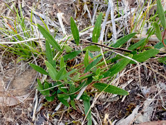 Billardiera cymosa