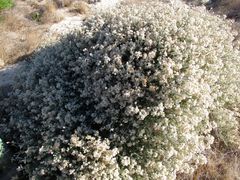 Plecostachys serpyllifolia