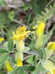 Chamaecytisus triflorus